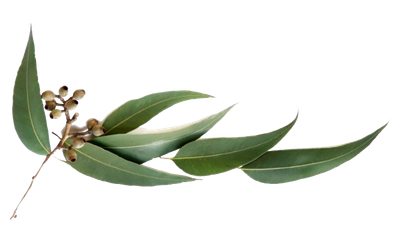 EUCALYPTUS OIL