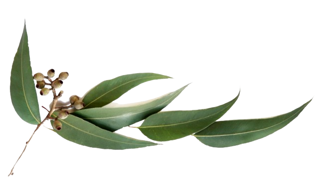EUCALYPTUS OIL