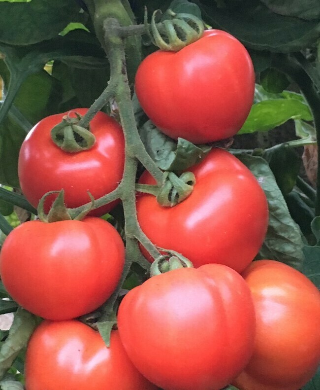 4" Tomato Early Girl