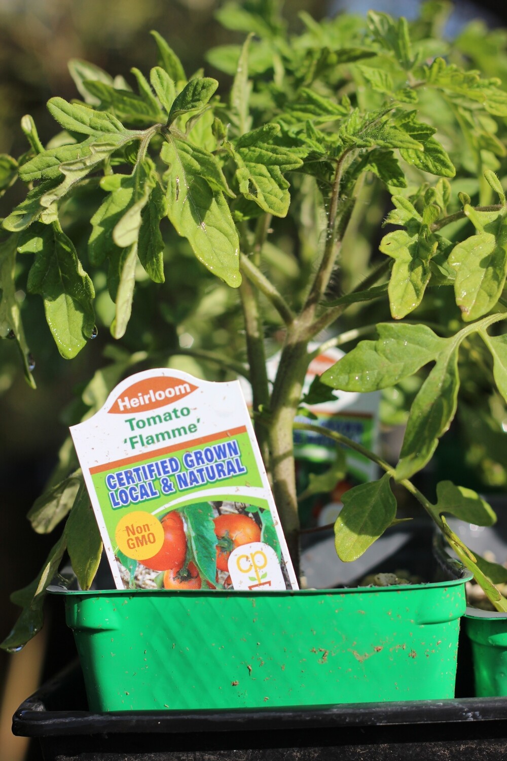 4" Tomato Jaune Flamme