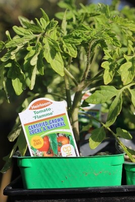 4" Tomato Jaune Flamme