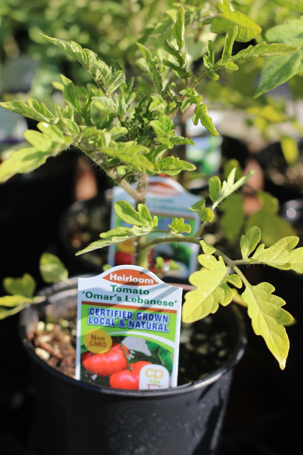 4" Tomato Omar's Lebanese