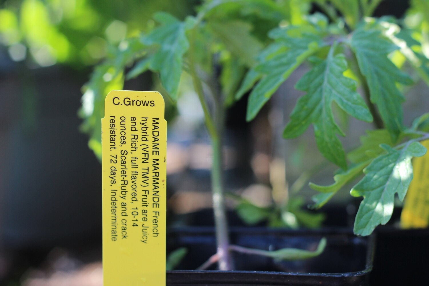 4" Tomato Madame Marmande