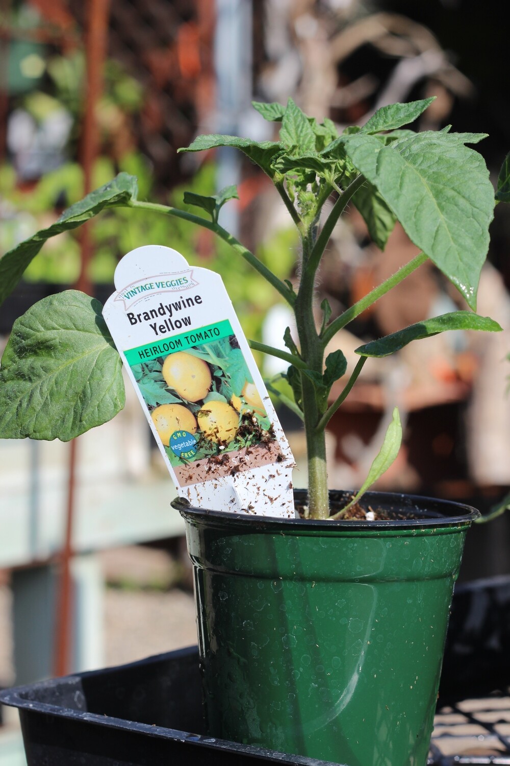 4" Tomato Brandywine Yellow