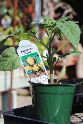 4" Tomato Brandywine Yellow