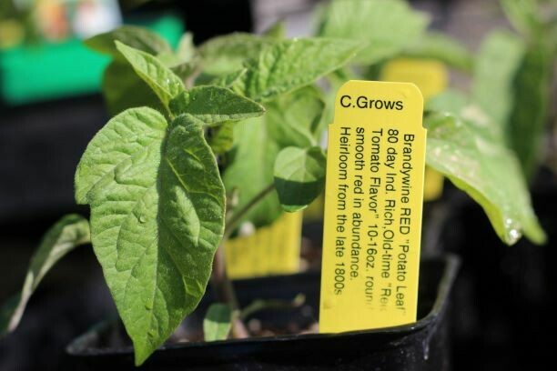 4" Tomato Brandywine Red