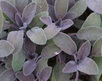 Herbs