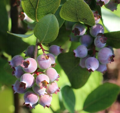 Berries