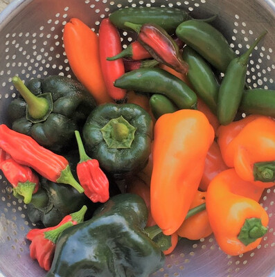 Peppers