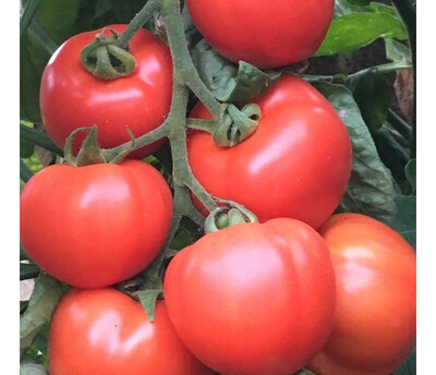 Red Tomatoes