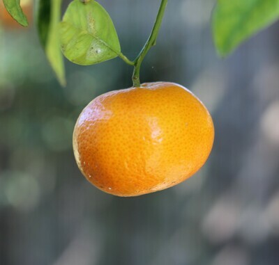 Citrus