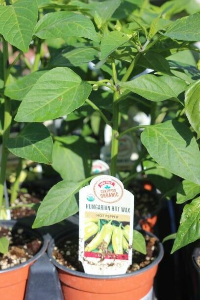 4" Pepper Hungarian Hot Wax