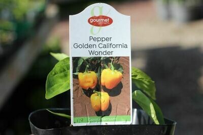 4" Pepper Bell Yellow