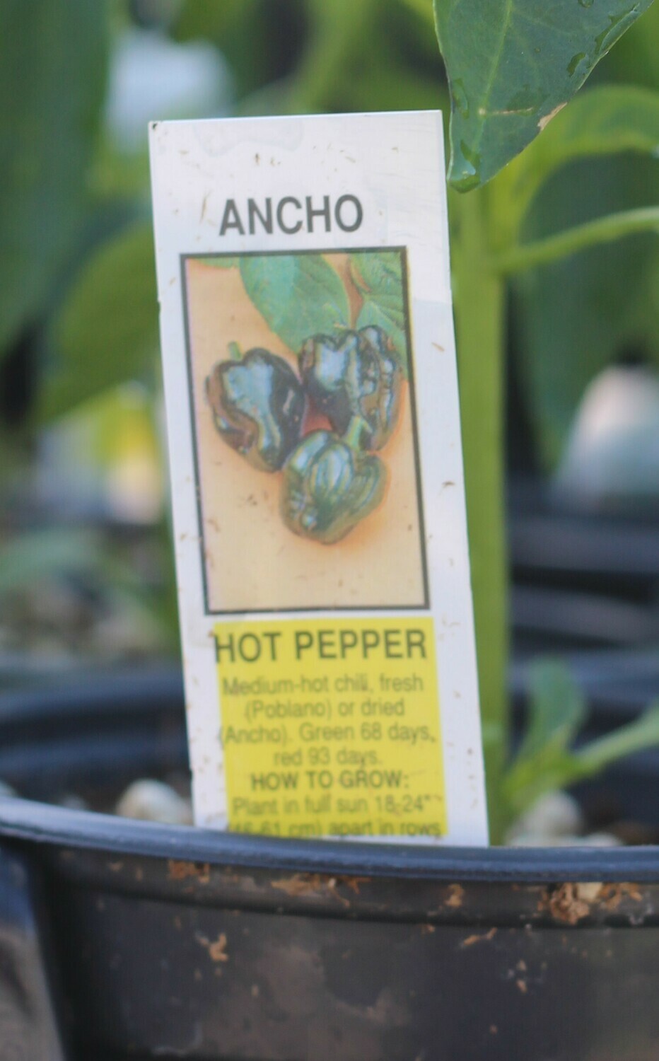 4" Pepper Ancho/Pobano