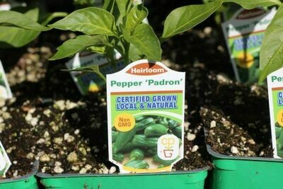 4" Pepper Padron