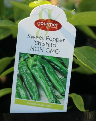4" Pepper Shishito