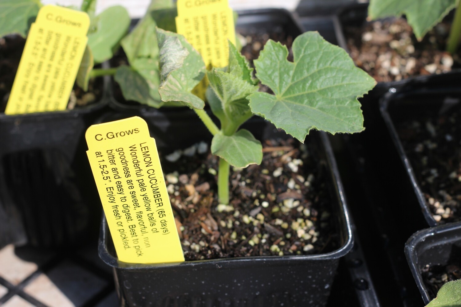 4" Cucumber Lemon