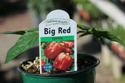 4" Pepper Bell Red