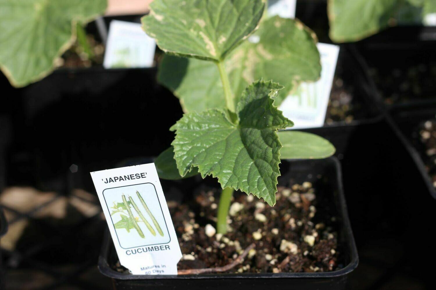 4" Cucumber Japanese Soils and Fertilizers Terra Sol Garden Center