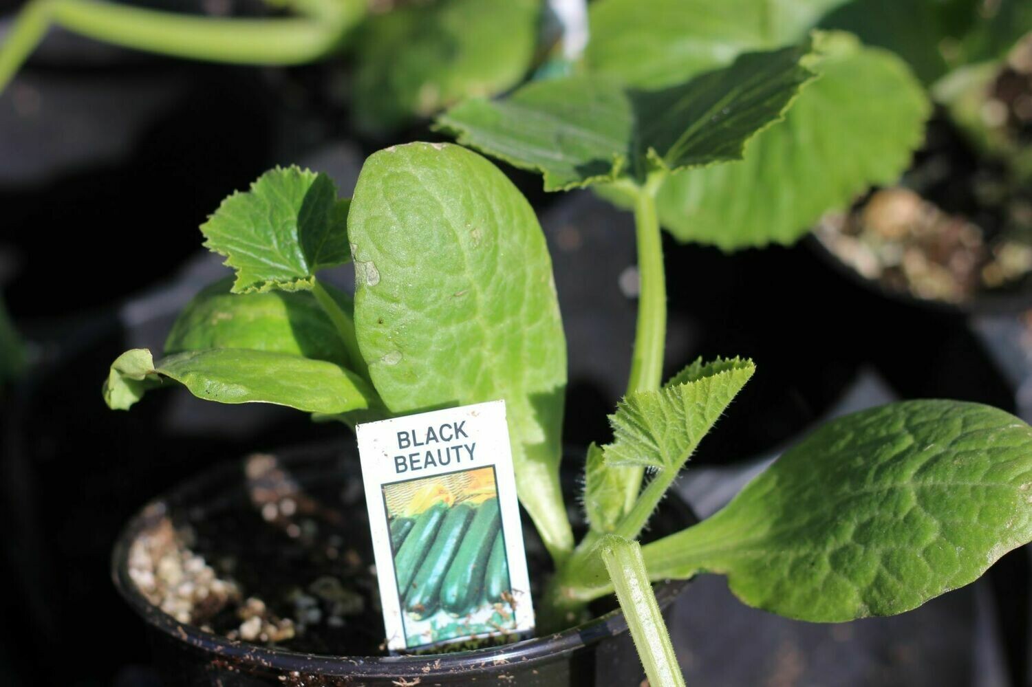 4" Zucchini Green