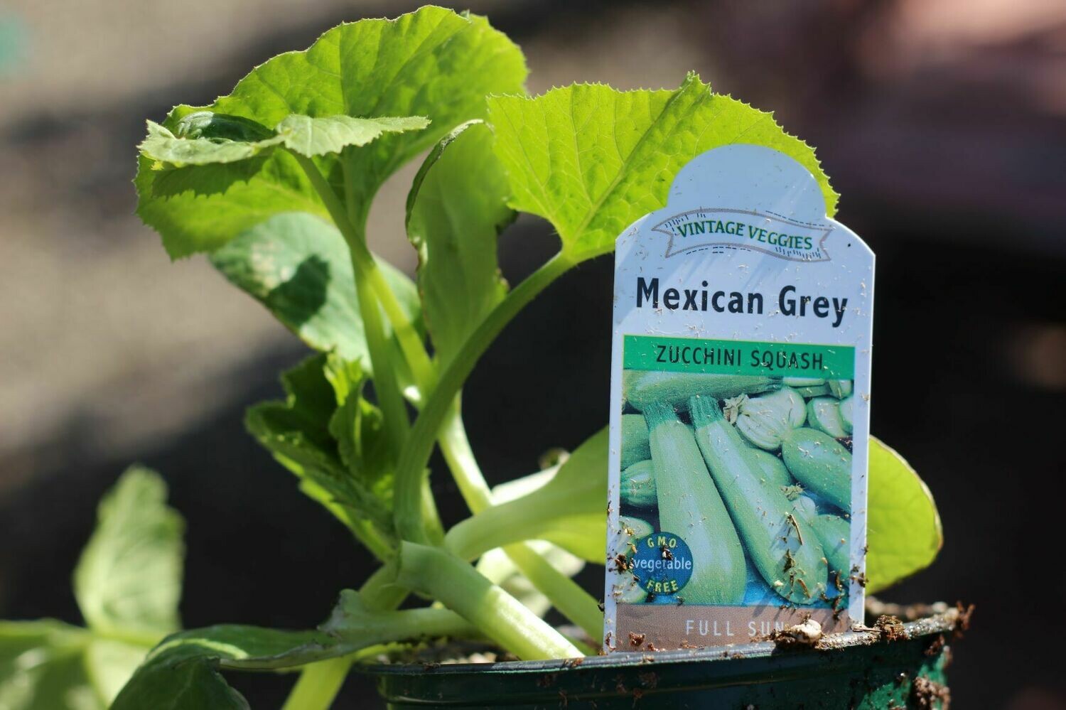 4" Squash Mexican