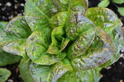 Lettuce
