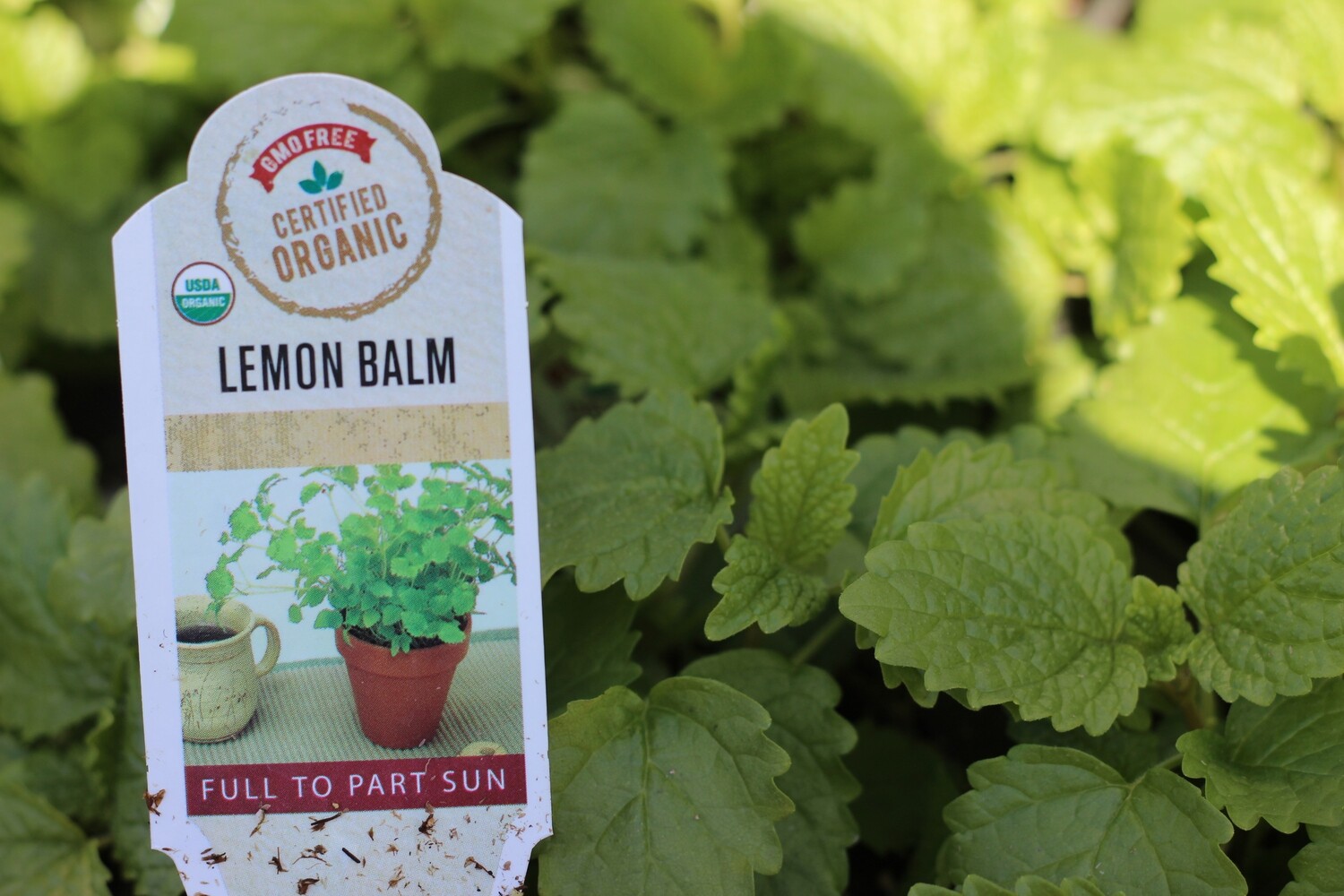 4" Lemon Balm