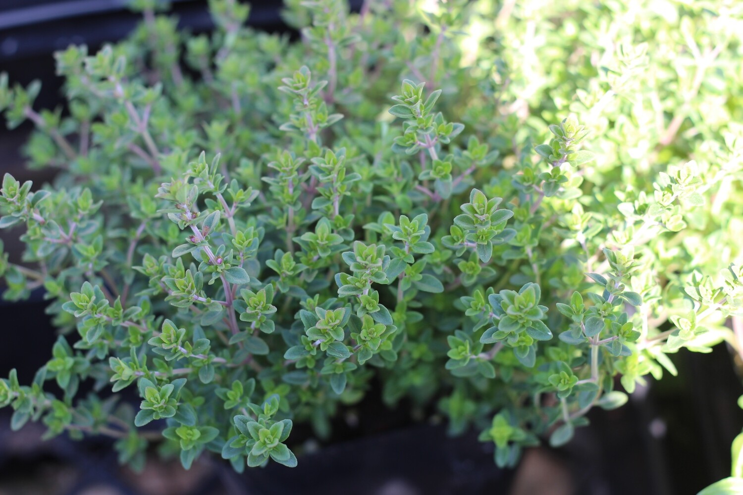 4" Thyme Lemon Soils and Fertilizers Terra Sol Garden Center