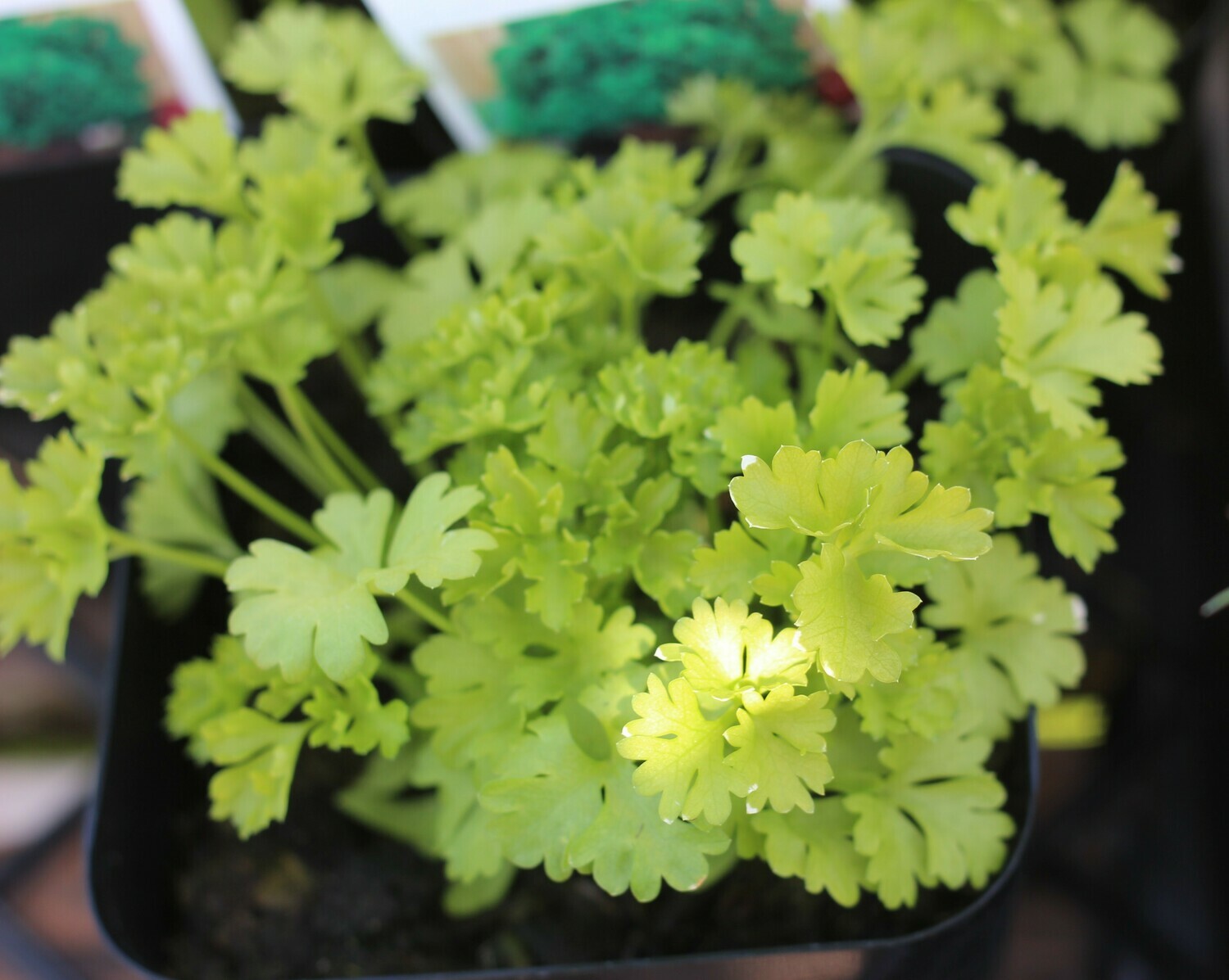 4" Parsley Curly