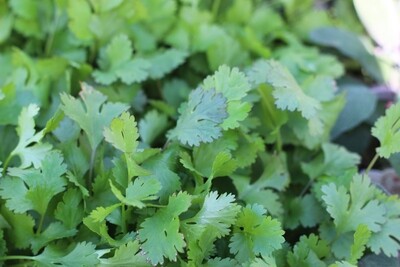 4" Cilantro