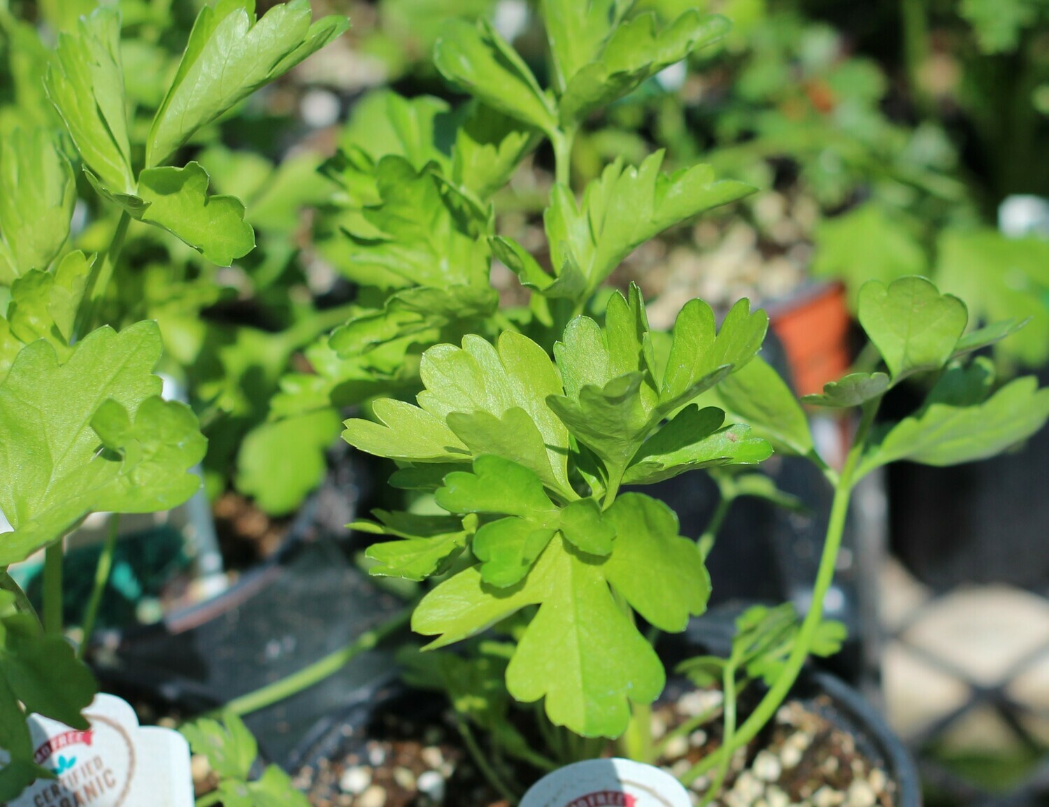 4" Parsley Italian
