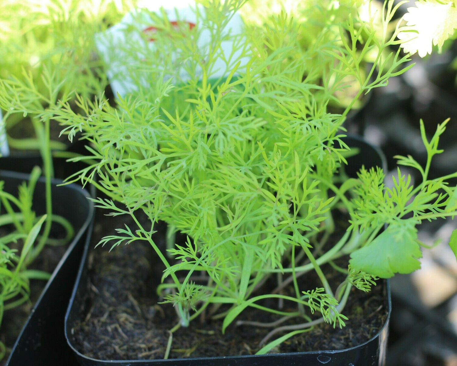 4" Dill