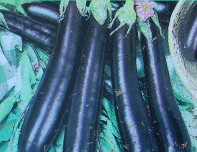 Eggplants