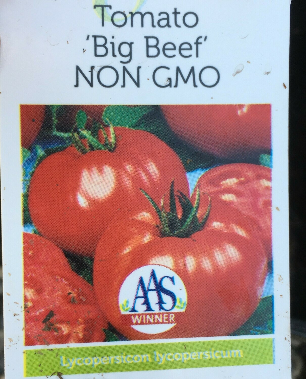 4" Tomato Big Beef