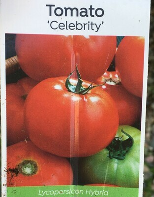 4" Tomato Celebrity