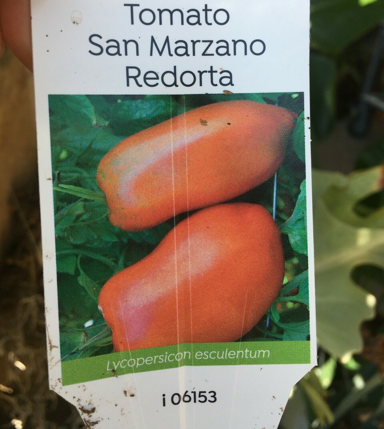 4" Tomato San Marzano