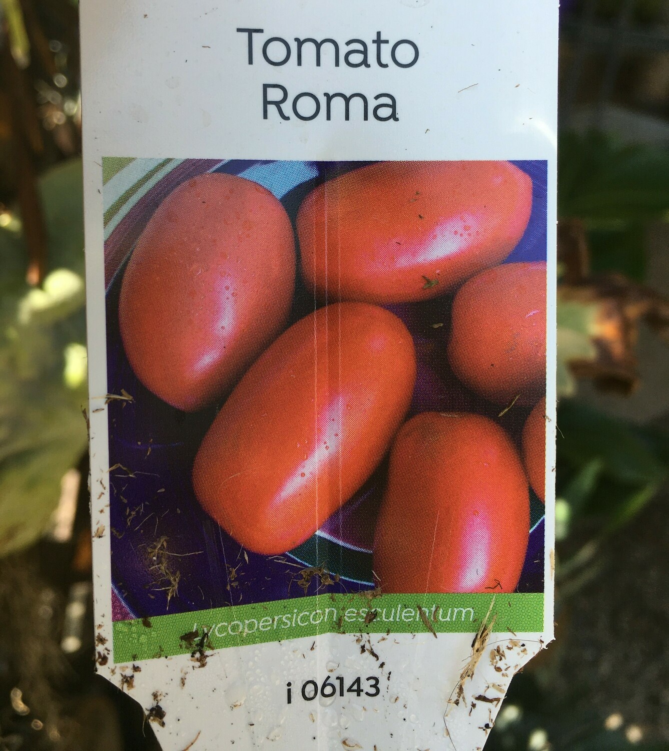 4" Tomato Roma