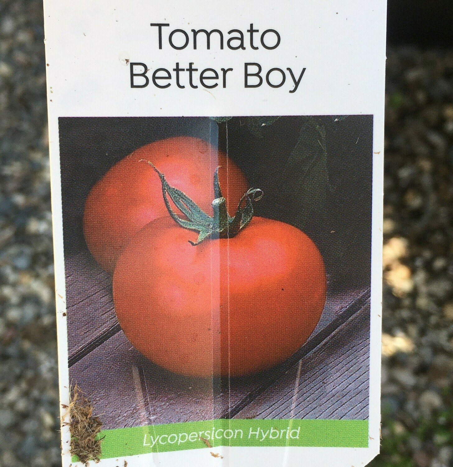 4" Tomato Better Boy