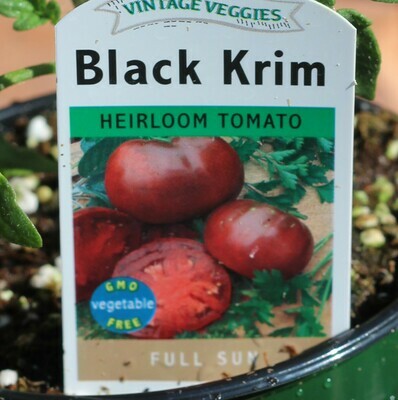 4" Tomato Black Krim