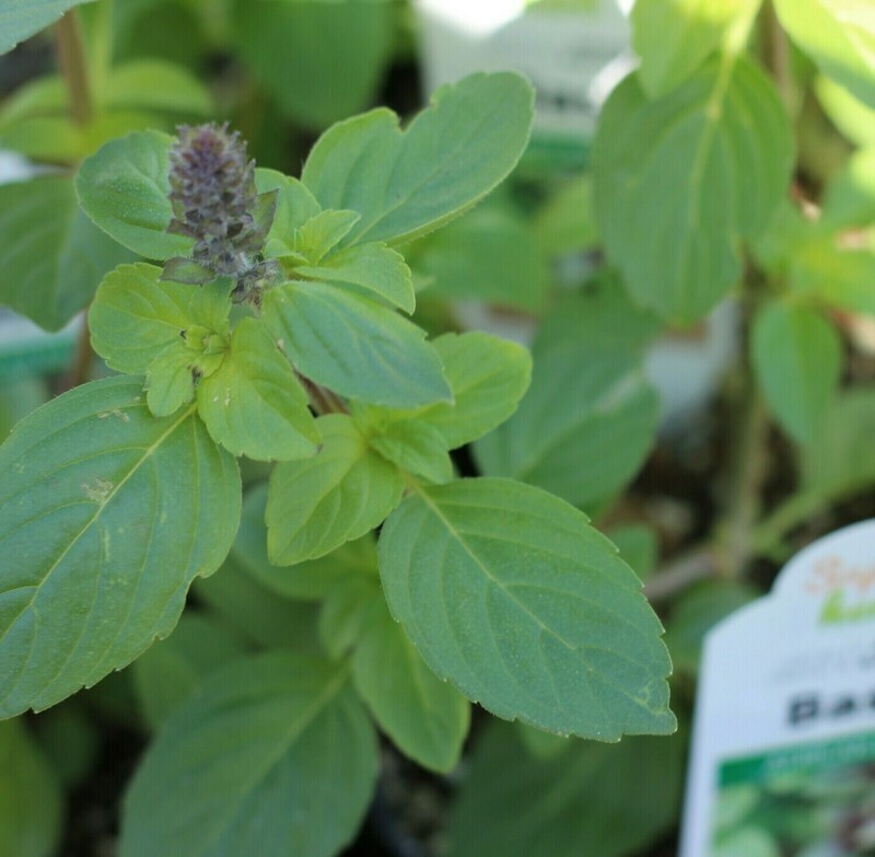 4" Basil African Blue