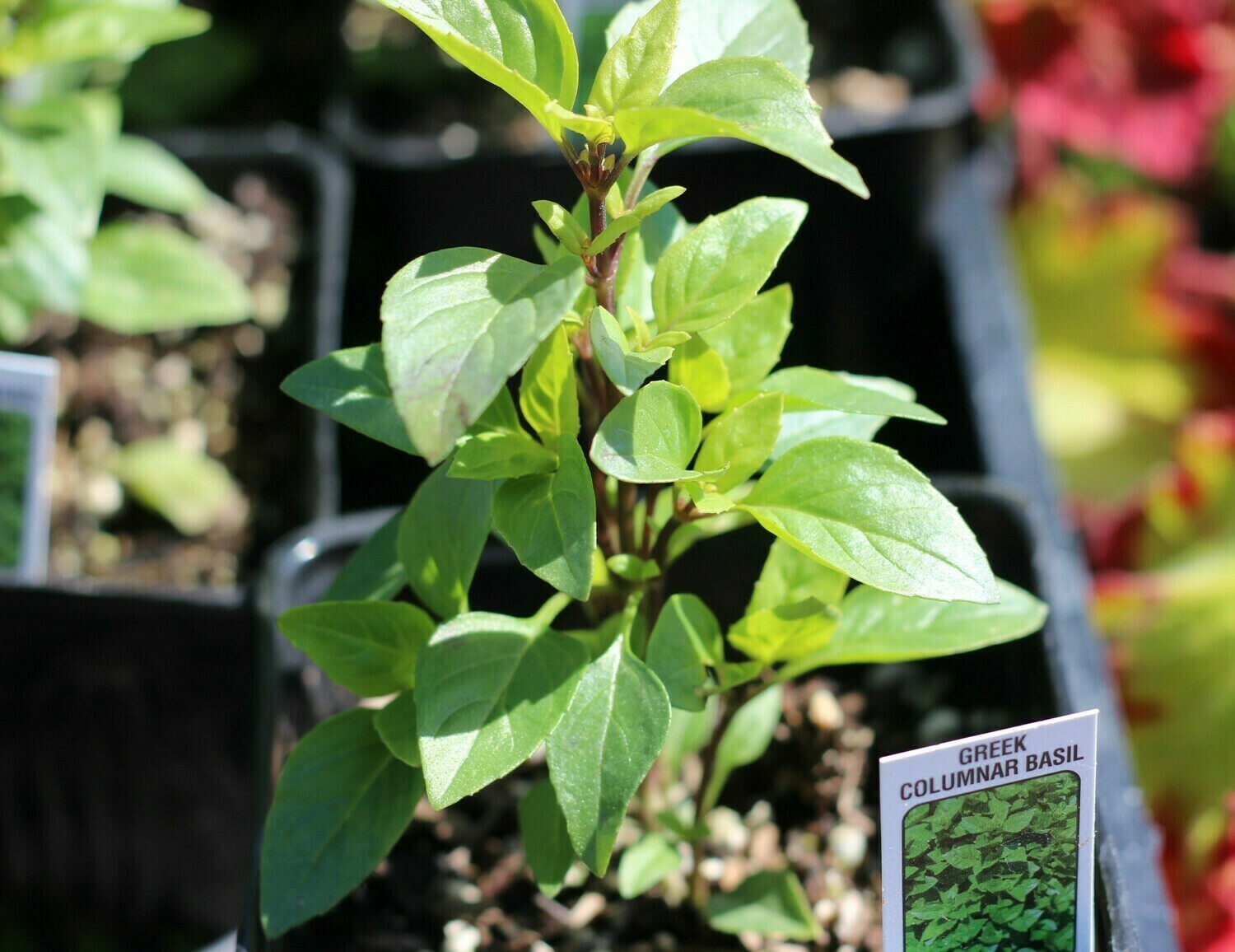 4" Basil Greek Columnar