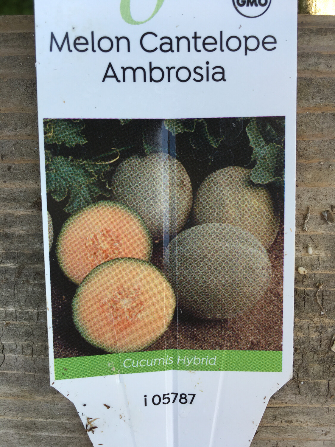 4" Melon Ambrosia