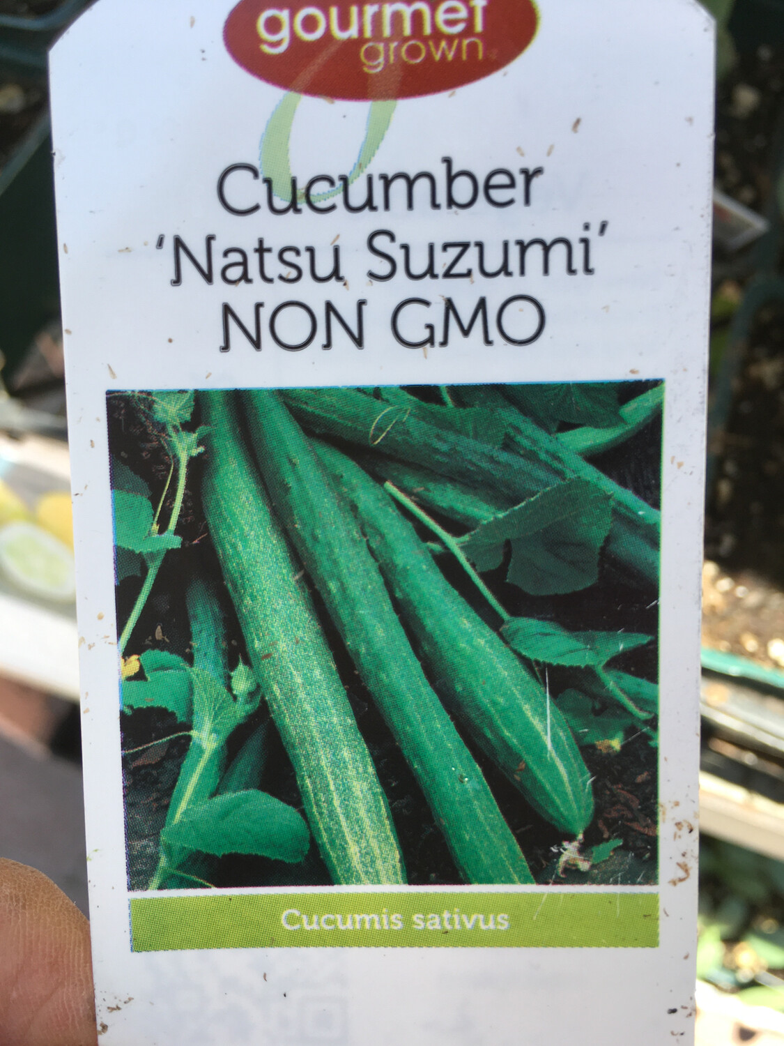 4" Cucumber Natsu Suzumi
