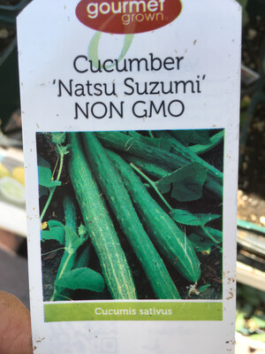 4" Cucumber Natsu Suzumi