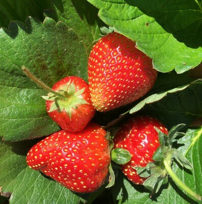 Strawberries