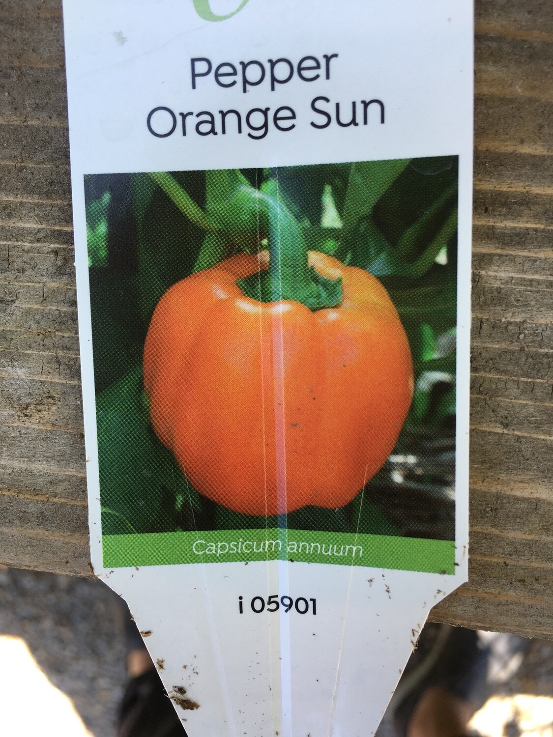 4" Pepper Bell Orange