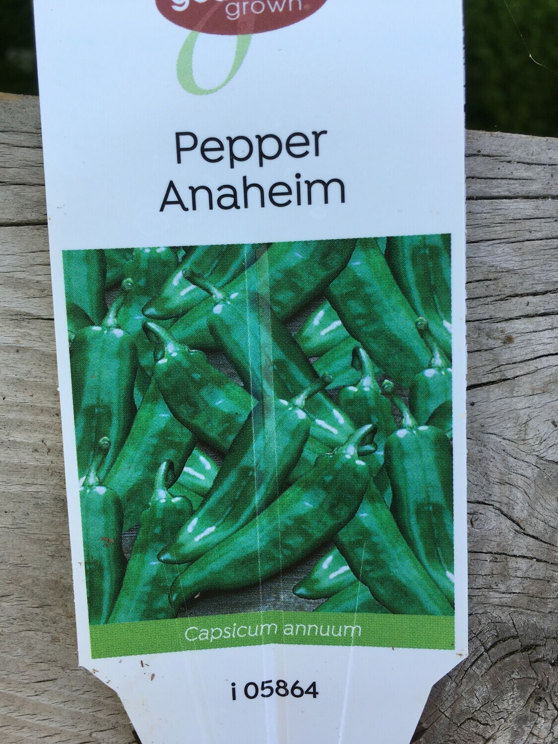 4" Pepper Anaheim