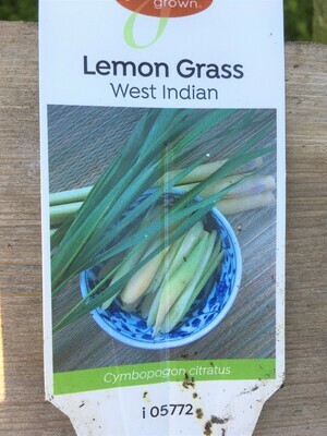 4" Lemon Grass