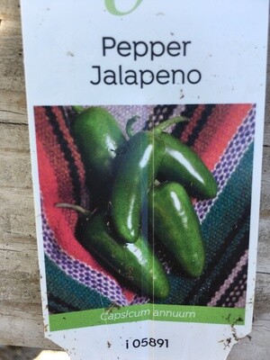 4" Pepper Jalapeno
