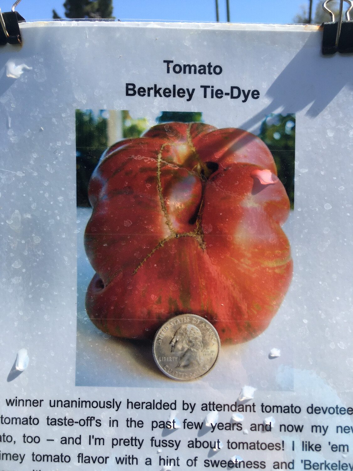 4" Tomato Berkeley Tie Dyed